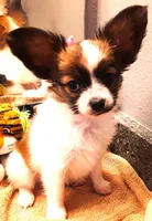 Pumpkin, On hold, a female Papillon for sale in Cheyenne, WY – Photo 3 of 10