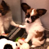 Pumpkin, On hold, a female Papillon for sale in South Greeley, WY – Photo 9 of 10