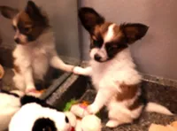 Pumpkin, On hold, a female Papillon for sale in Cheyenne, WY – Photo 9 of 10