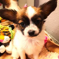 Pumpkin, On hold, a female Papillon for sale in South Greeley, WY – Photo 1 of 10