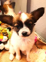 Pumpkin, On hold, a female Papillon for sale in Cheyenne, WY – Photo 1 of 10