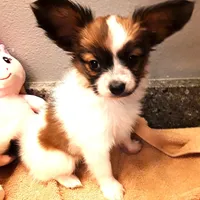 Pumpkin, On hold, a female Papillon for sale in South Greeley, WY – Photo 4 of 10