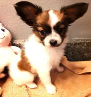 Pumpkin, On hold, a female Papillon for sale in Cheyenne, WY – Photo 4 of 10