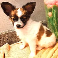 Pumpkin, On hold, a female Papillon for sale in South Greeley, WY – Photo 6 of 10
