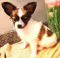 Pumpkin, On hold, a female Papillon for sale in Cheyenne, WY – Photo 6 of 10