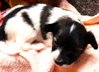 Santa's Dancer, a male Papillon for sale in South Greeley, WY – 5 of 9