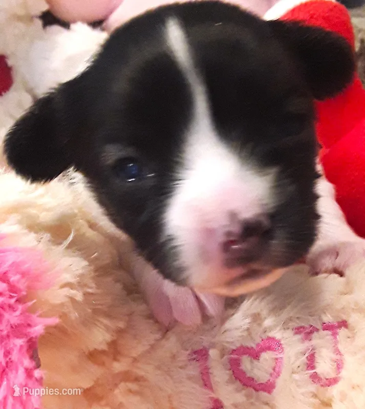 Bella – Papillon puppy for sale in South Greeley, WY