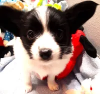 Li'll Bronco, a male Papillon for sale in South Greeley, WY – 2 of 10