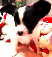 Monica, a female Papillon for sale in South Greeley, WY – 3 of 9