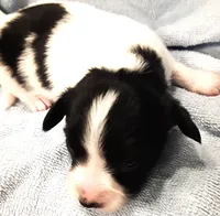 Li'll Bronco, a male Papillon for sale in South Greeley, WY – 5 of 9
