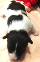 Bella, a female Papillon for sale in South Greeley, WY – 8 of 8