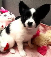 Melody, a female Papillon for sale in South Greeley, WY – 4 of 10