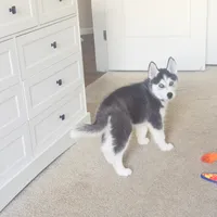 Husky , a male Siberian Husky for sale in Windermere, FL – 2 of 3