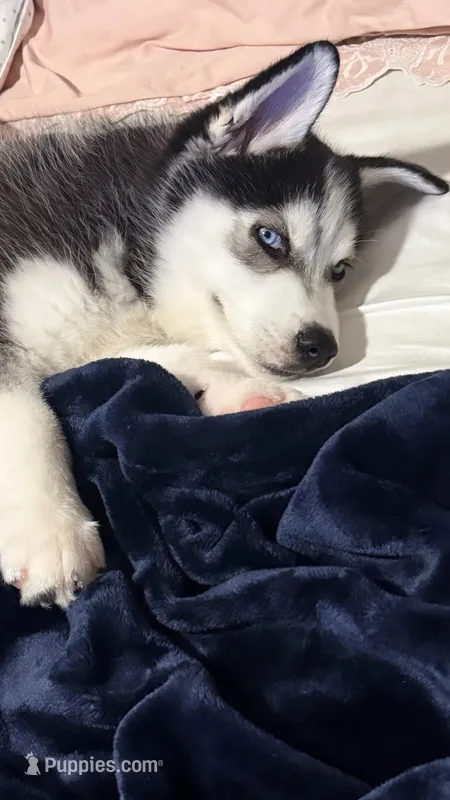 Husky  – Siberian Husky puppy for sale in Windermere, FL