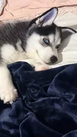 Husky , a male Siberian Husky for sale in Windermere, FL – 1 of 3