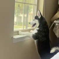 Husky , a male Siberian Husky for sale in Windermere, FL – 3 of 3