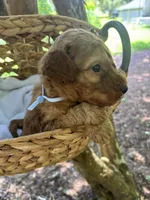 Clemson , a male Miniature Goldendoodle for sale in Camden, SC – 1 of 1