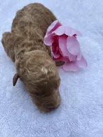 Jerzy’s girl, a female Miniature Goldendoodle for sale in Camden, SC – Photo 3 of 4