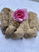 Jerzy’s girl, a female Miniature Goldendoodle for sale in Camden, SC – Photo 1 of 4