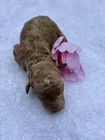 Jerzy’s girl, a female Miniature Goldendoodle for sale in Camden, SC – Photo 2 of 4