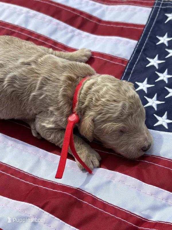 Raleigh  – Miniature Goldendoodle puppy for sale in Camden, SC