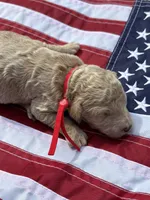 Raleigh , a male Miniature Goldendoodle for sale in Camden, SC – 1 of 1