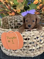 Pixie , a female Miniature Goldendoodle for sale in Camden, SC – 2 of 3