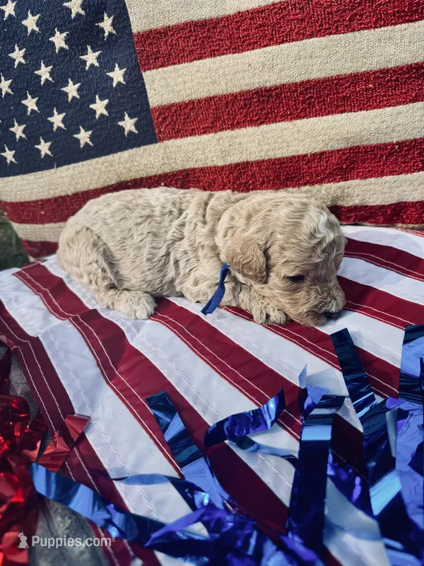 Boone  – Miniature Goldendoodle puppy for sale in Camden, SC