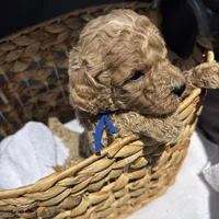 Boone , a male Miniature Goldendoodle for sale in Camden, SC – 3 of 3