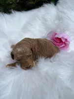 Bella, a female Miniature Goldendoodle for sale in Camden, SC – Photo 2 of 2