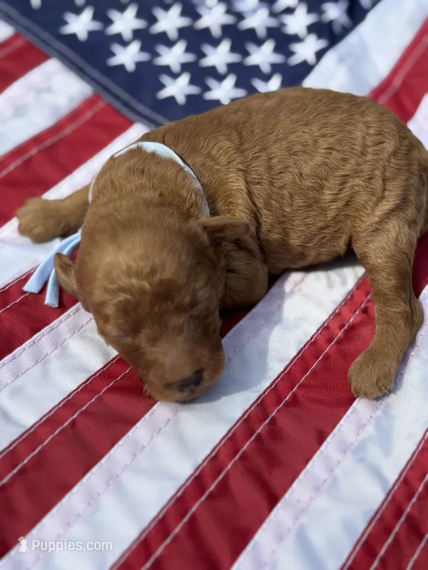 Clemson  – Miniature Goldendoodle puppy for sale in Camden, SC