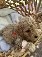 Raleigh , a male Miniature Goldendoodle for sale in Camden, SC – 3 of 3