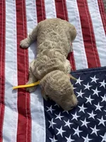 Charleston , a male Miniature Goldendoodle for sale in Camden, SC – 3 of 3