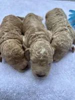 Summer 2025*Taking Deposits, a female Miniature Goldendoodle for sale in Camden, SC – Photo 4 of 7