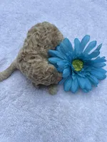 Summer 2025*Taking Deposits, a female Miniature Goldendoodle for sale in Camden, SC – Photo 5 of 7