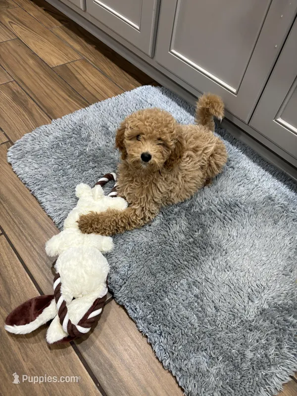 Summer 2025*Taking Deposits, a female Miniature Goldendoodle for sale in Camden, SC – Photo 1 of 7