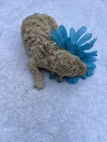 Summer 2025*Taking Deposits, a female Miniature Goldendoodle for sale in Camden, SC – Photo 3 of 7