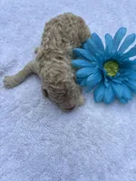 Summer 2025*Taking Deposits, a female Miniature Goldendoodle for sale in Camden, SC – Photo 6 of 7