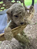 Cola, a male Miniature Goldendoodle for sale in Camden, SC – 1 of 2