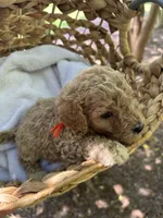 Raleigh , a male Miniature Goldendoodle for sale in Camden, SC – 2 of 3
