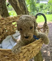 Boone , a male Miniature Goldendoodle for sale in Camden, SC – 2 of 3