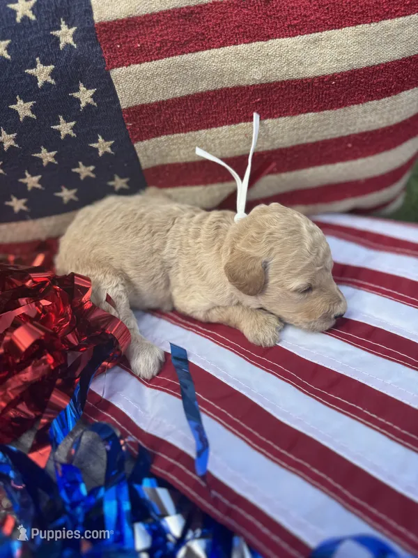 Cola – Miniature Goldendoodle puppy for sale in Camden, SC
