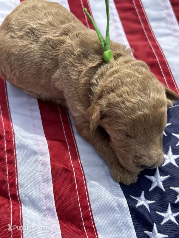 Boone  – Miniature Goldendoodle puppy for sale in Camden, SC