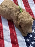 Boone , a male Miniature Goldendoodle for sale in Camden, SC – 1 of 1