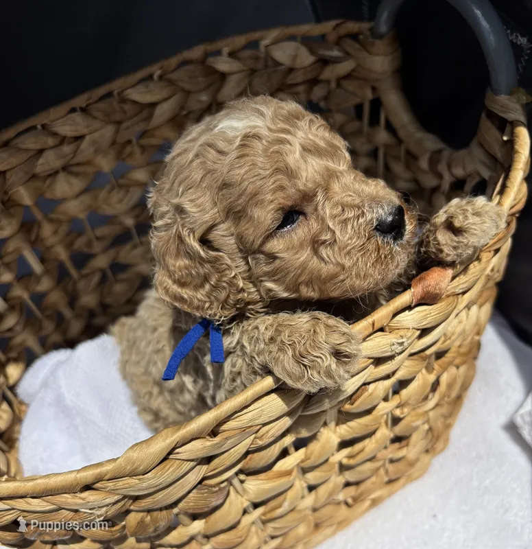 Boone  – Miniature Goldendoodle puppy for sale in Camden, SC