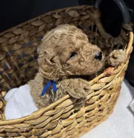 Boone , a male Miniature Goldendoodle for sale in Camden, SC – 1 of 3