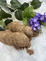 Betty, a female Miniature Goldendoodle for sale in Camden, SC – Photo 3 of 3