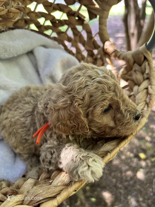 Raleigh  – Miniature Goldendoodle puppy for sale in Camden, SC