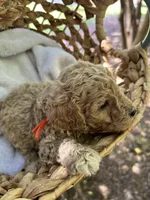 Raleigh , a male Miniature Goldendoodle for sale in Camden, SC – 1 of 3