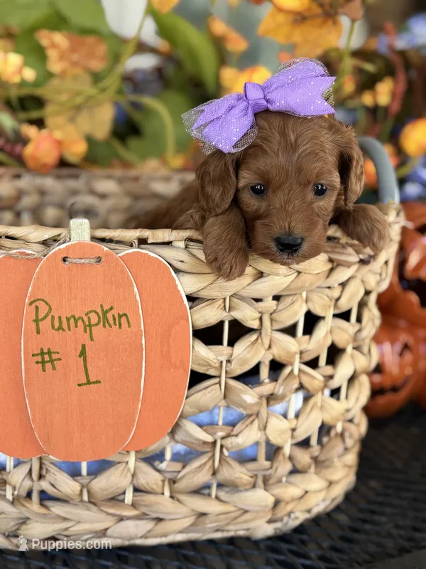 Pixie  – Miniature Goldendoodle puppy for sale in Camden, SC